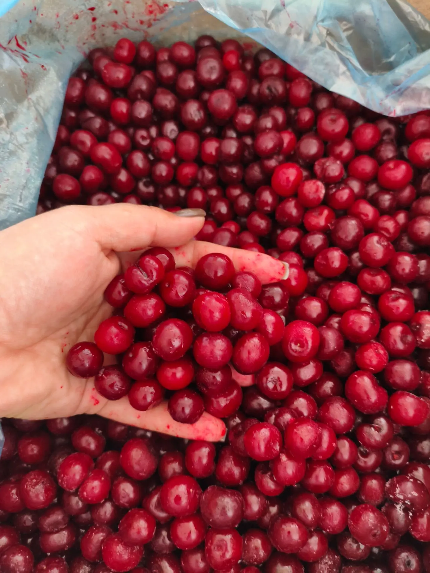 Вишня шикарная. В планах пирог, настойка и варенники. 🍒🍒🍒