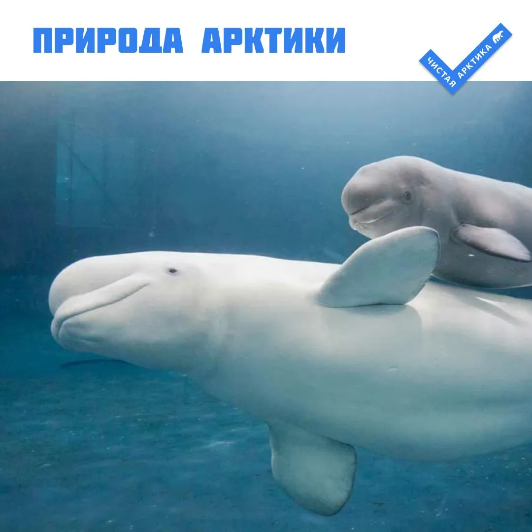 🎶 Представьте: вокруг снег, лёд, тишина. И вдруг откуда-то раздаётся настоящая птичья ...