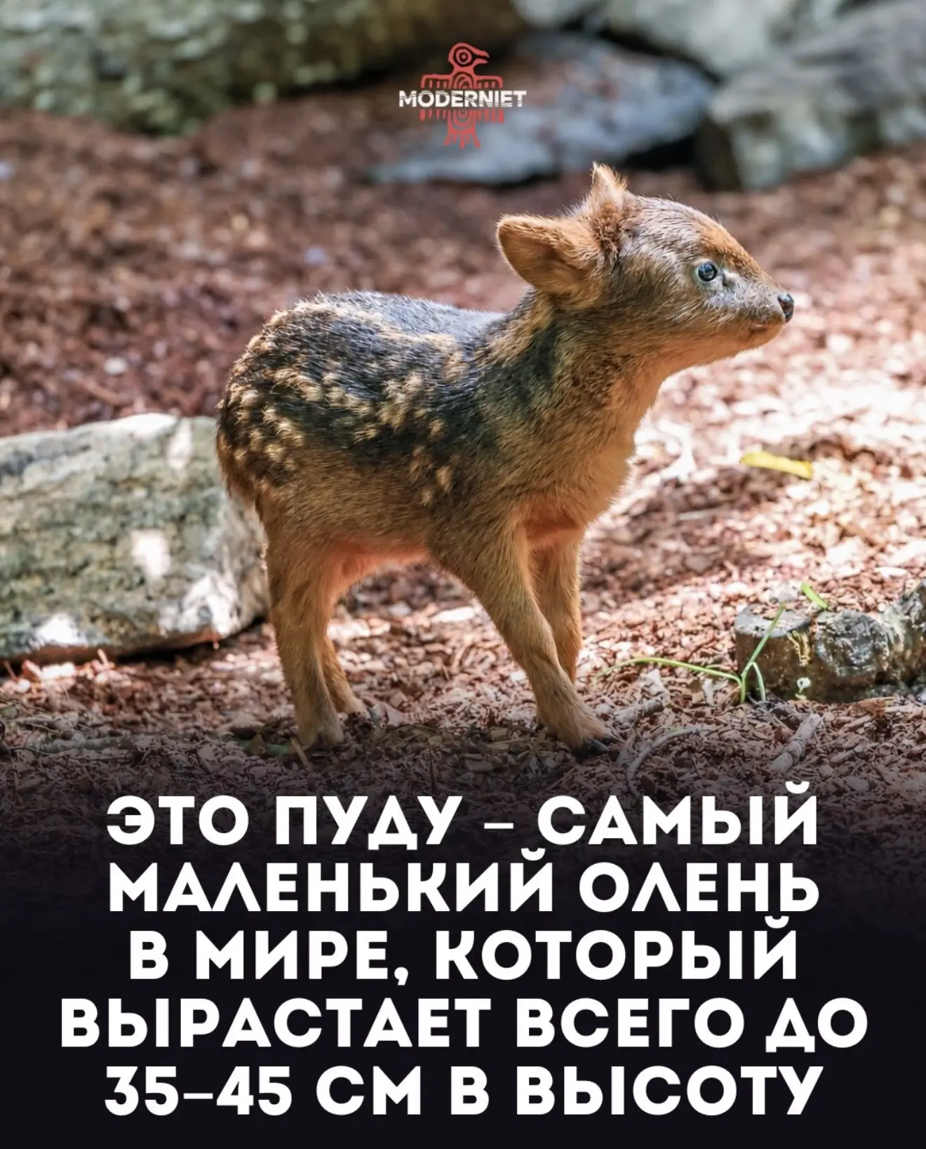 Симпатяга 😍