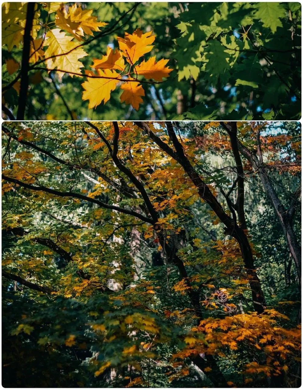 Осенний парк Лесотехнической академии