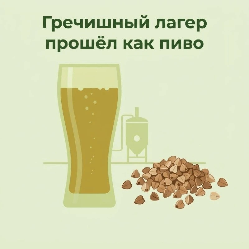 Гречишный лагер прошёл как пиво. Да, именно как пиво.