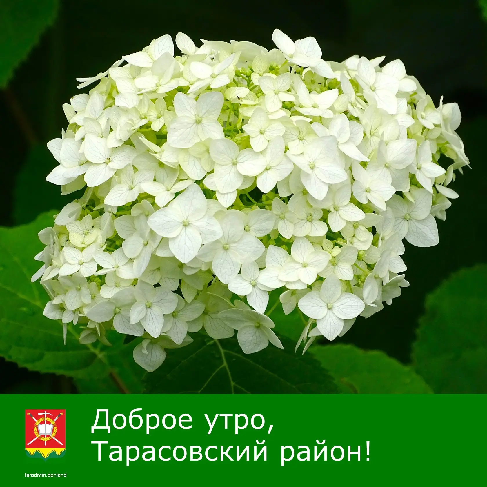 Доброе утро, уважаемые жители Тарасовского района!

Летние дни — как кадры из любимого фильма: хочет