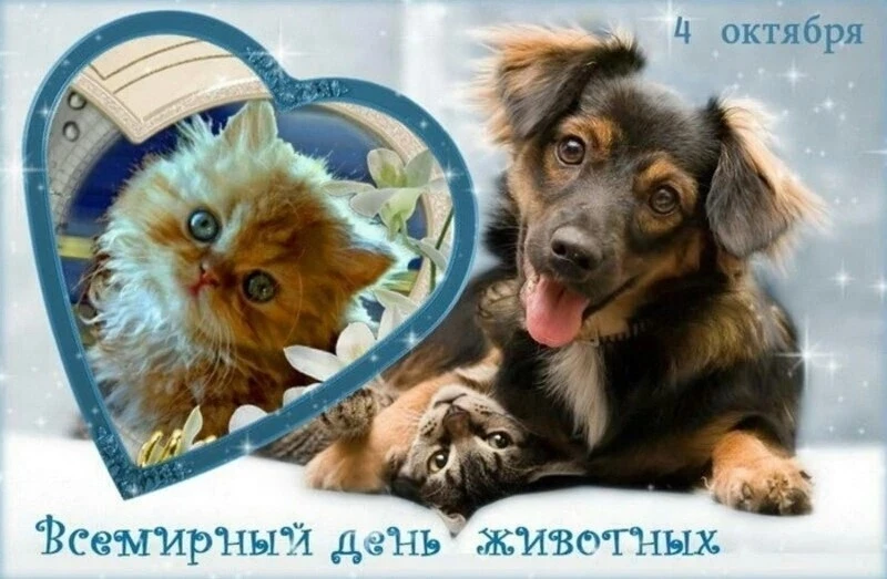 🐕 4 октября - Всемирный день защиты животных. 🐬 В Донской школе ребята приняли участи...