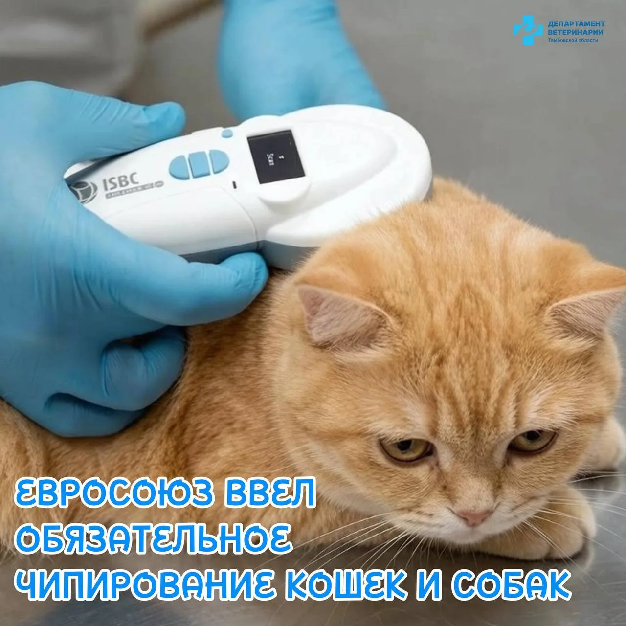❗Евросоюз ввел обязательное чипирование собак и кошек
