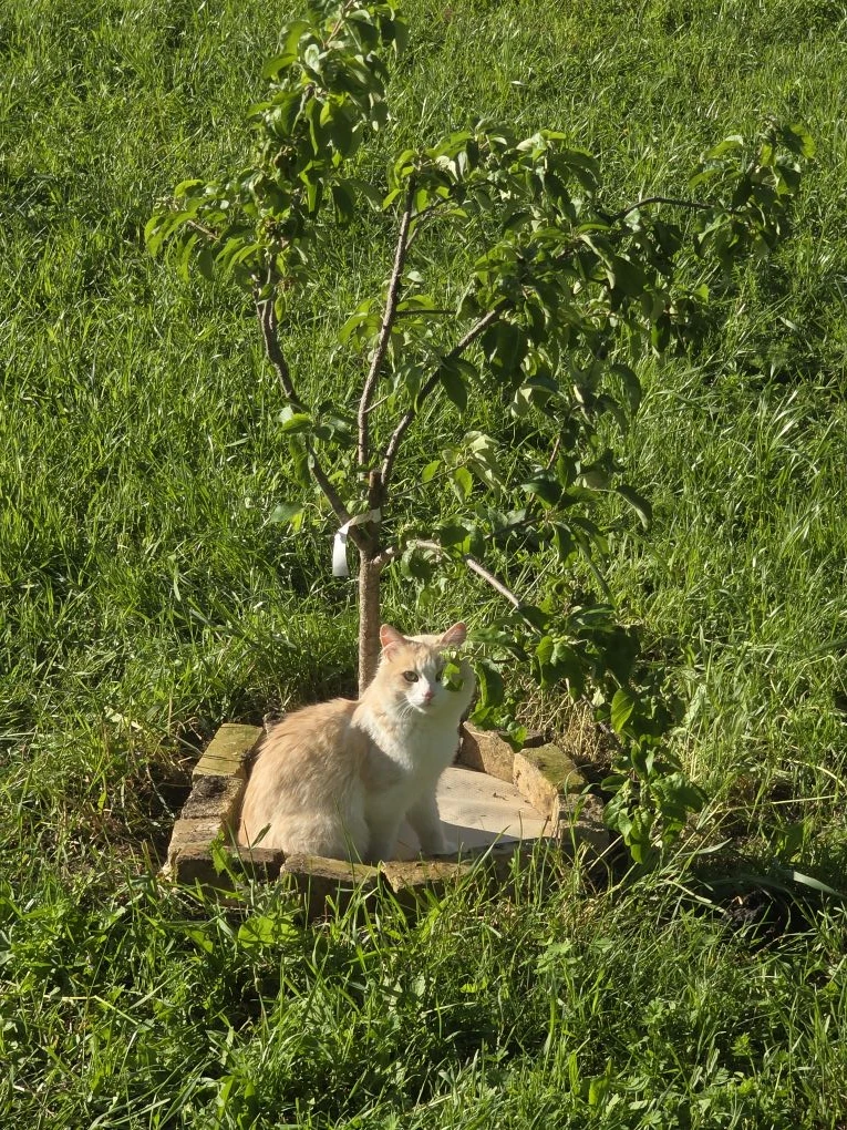 Абрикосик охраняет наш первый приствольный круг из старых обоев😼 еще бы научился мне щ...