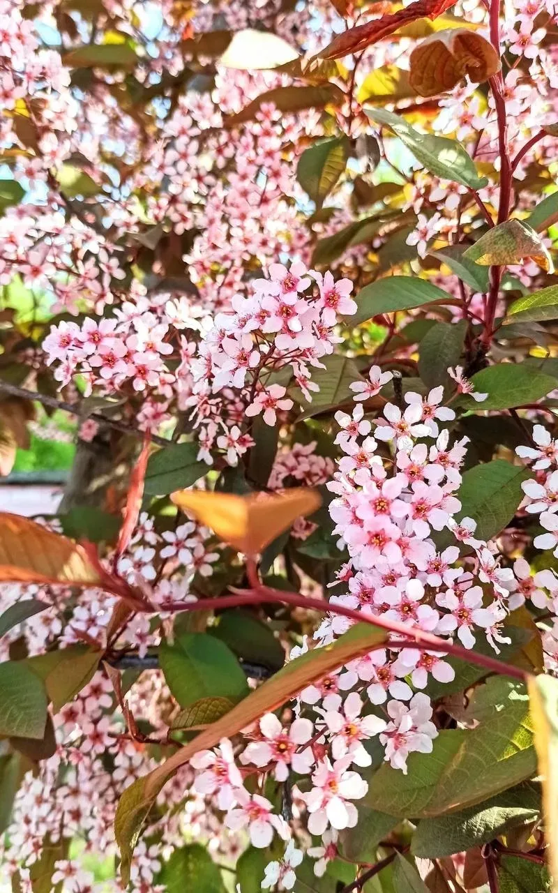 🌸Черемуха Шуберта