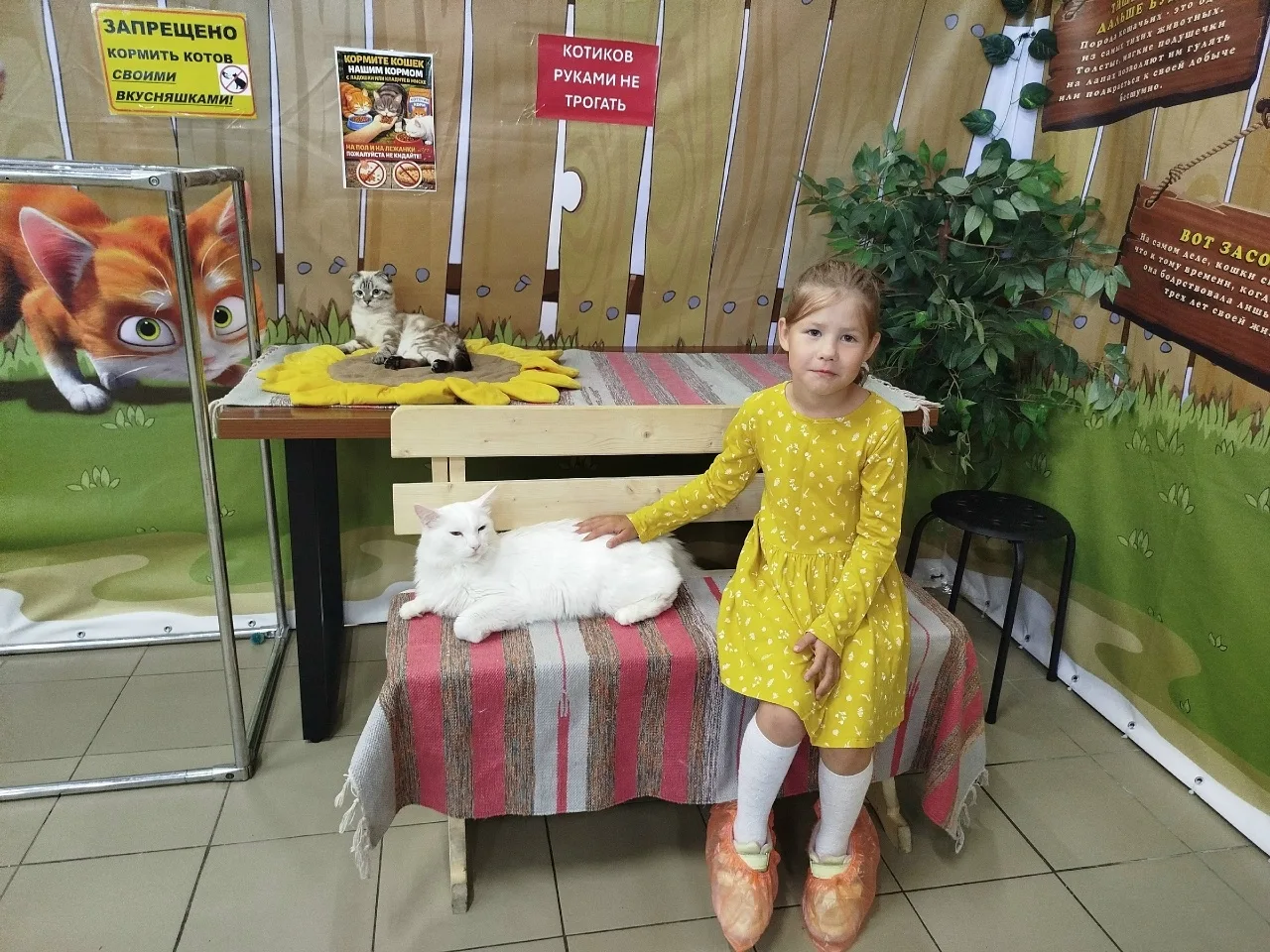 🐈📸🐈Летняя акция "Лето в фотообъективе", тема: "Без кота и жизнь не та!"