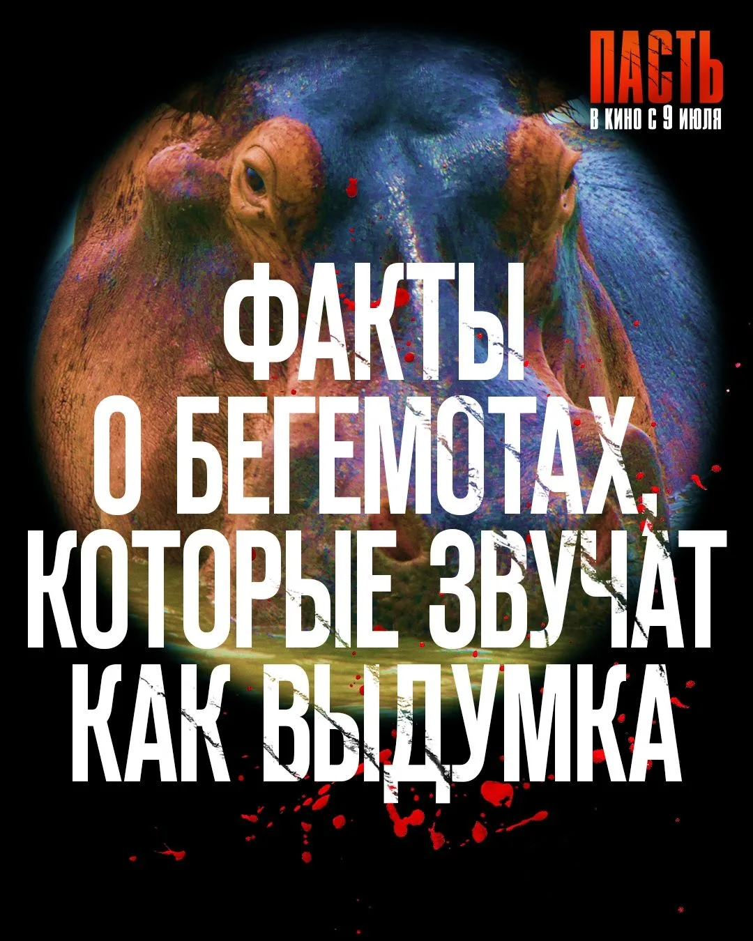 Кажется, бегемоты давно заслужили собственный фильм ужасов.