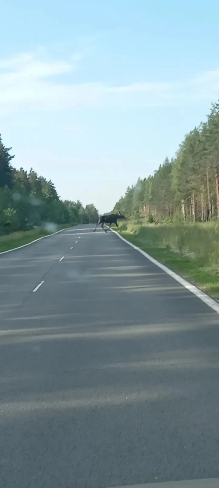 В пригороде Павлово за нефтепроводом гуляют два лося. Будьте внимательны!