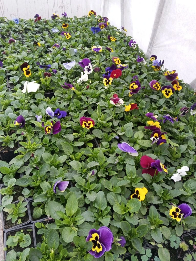 Виола или Анютины глазки! Не возможно пройти мимо стеллажа с этой красотой 😍 Каждый де...