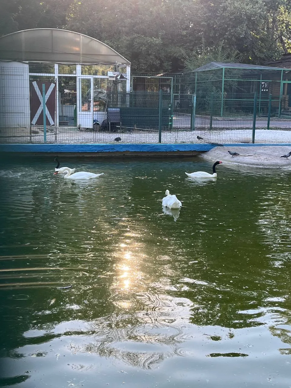 🌅🦩Розовый фламинго, да и не только он, в лучах заката в парке Октябрьской революции