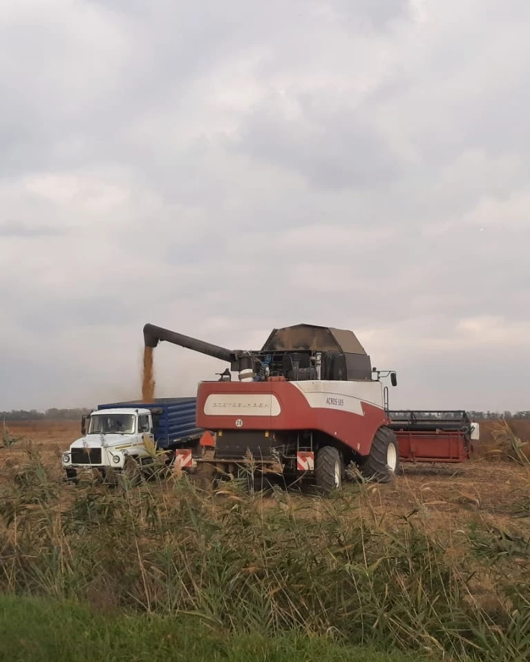 🚜 В Красноармейском районе продолжается жатва риса. 🌾