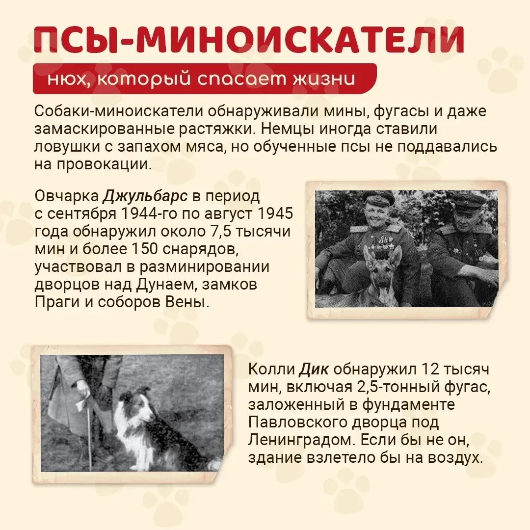 Знаете ли вы, что истории войны есть особая страница — подвиги животных, которые вместе...