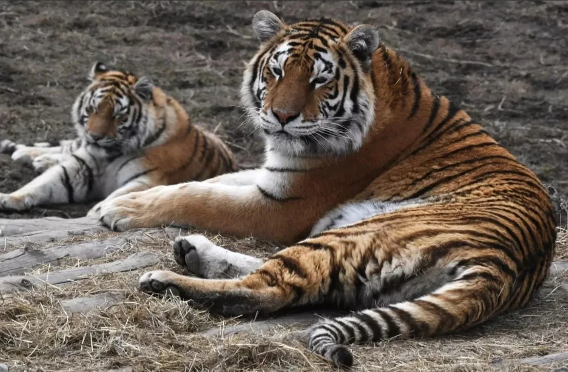 Медведково | Бабушкинская | Свиблово | Москва🏡

🐅 29 июля – Международный день тигра. 
Установлен 