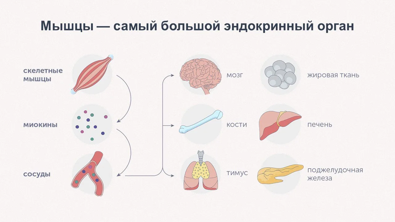 Мышцы — это эндокринный орган ⚡️

В 2000 году датская учёная Бенте Кларлунд Педерсен совершила откры