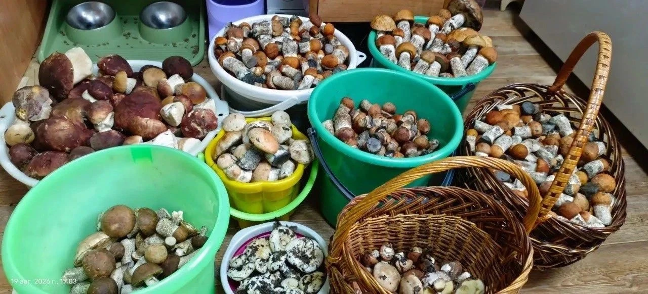 🍄‍🟫Тихие охотники из ХМАО делятся снимками своей добычи