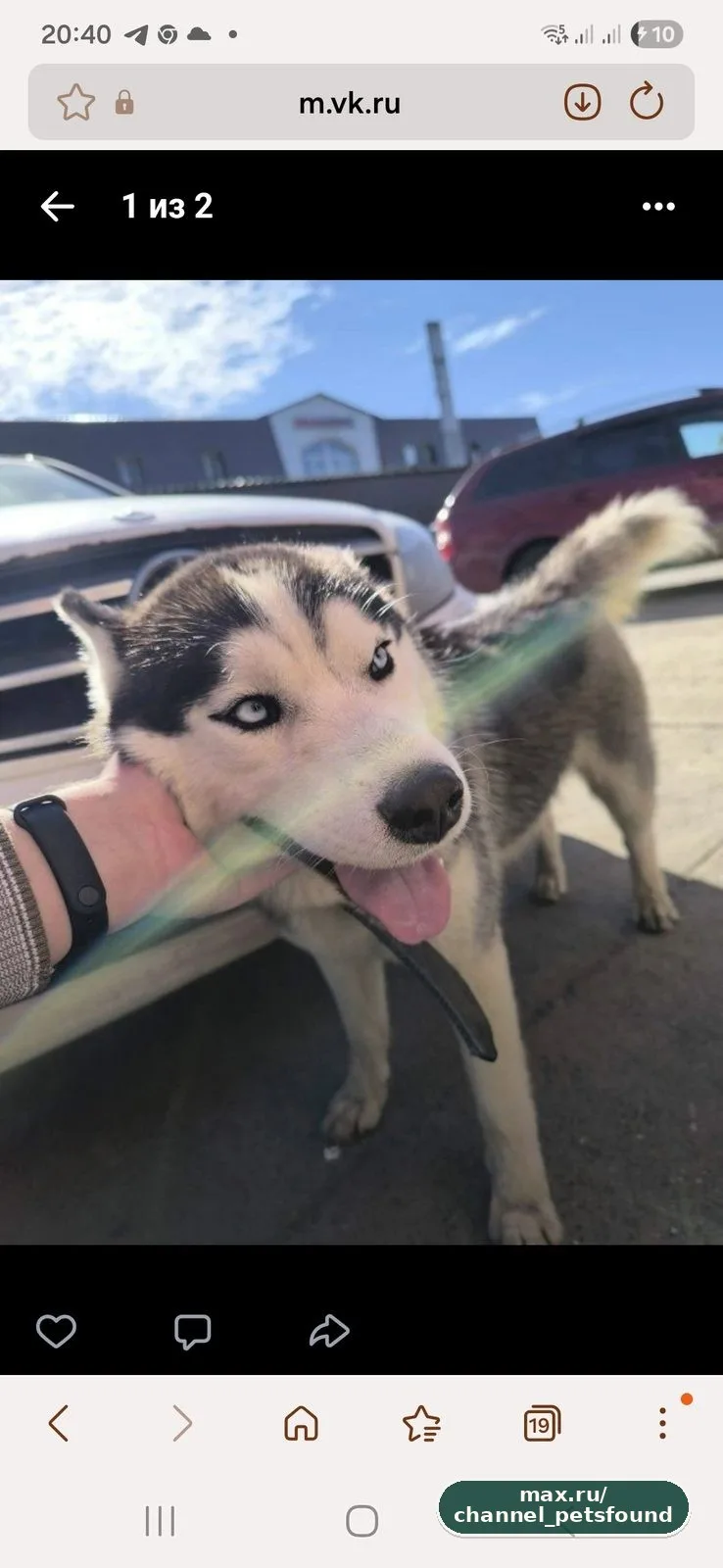 🐾 Найден питомец — Домодедово