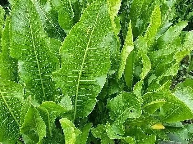 3aчем на учacтке нужен хpeн 🌿

Хрен — не просто острая добавка к мясу, но и настоящий супергерой на