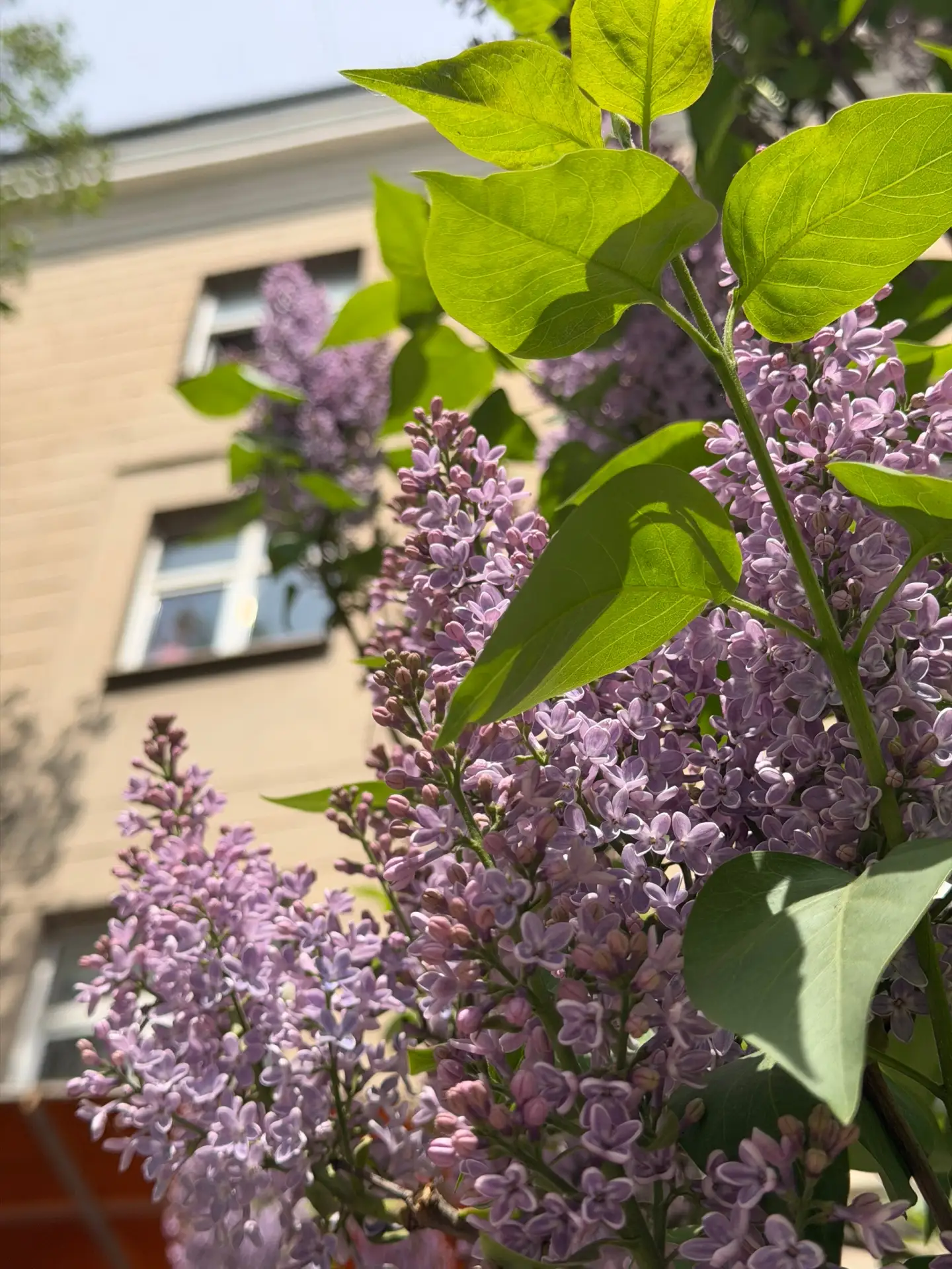 Весна у Института гуманитарных и социальных наук #ТулГУ💜  Душистая сирень добавляет красок в будни у