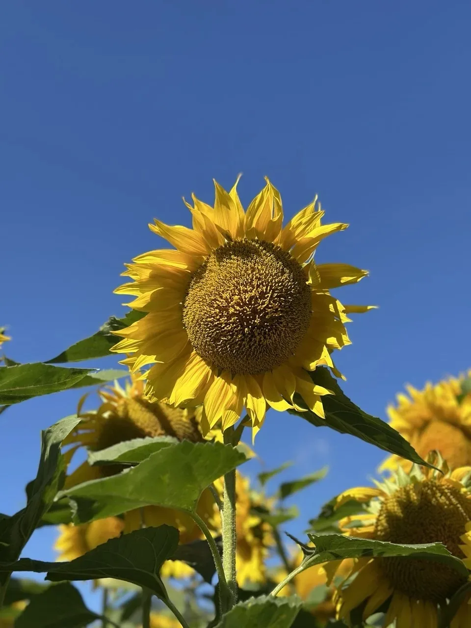 🤩Подсолнечное масло, которое вас удивит