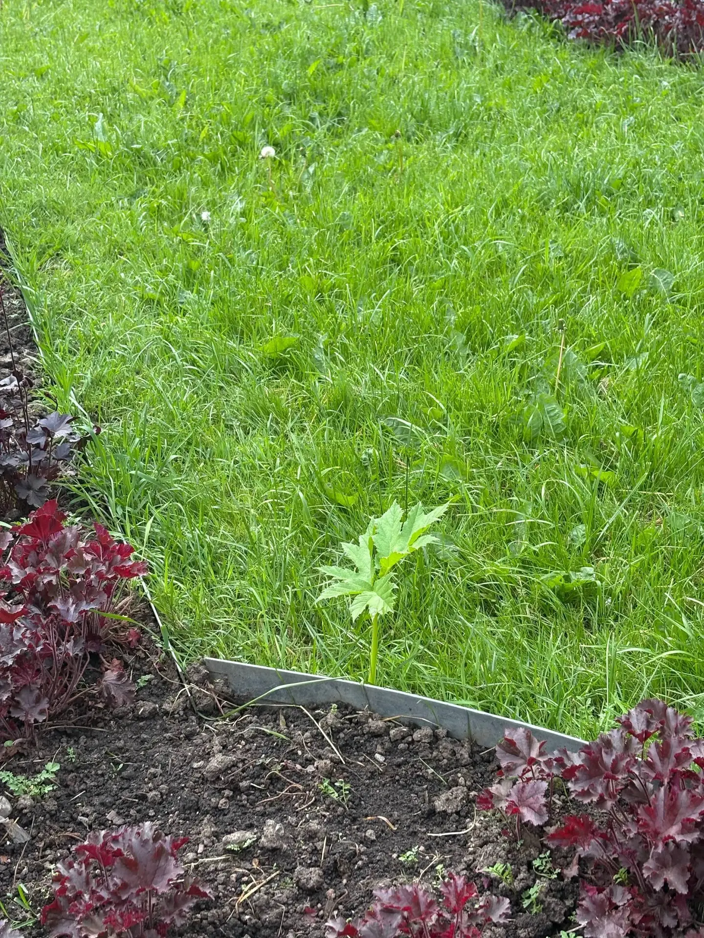 Доброго летнего утра всем желает этот дерзкий борщевик!