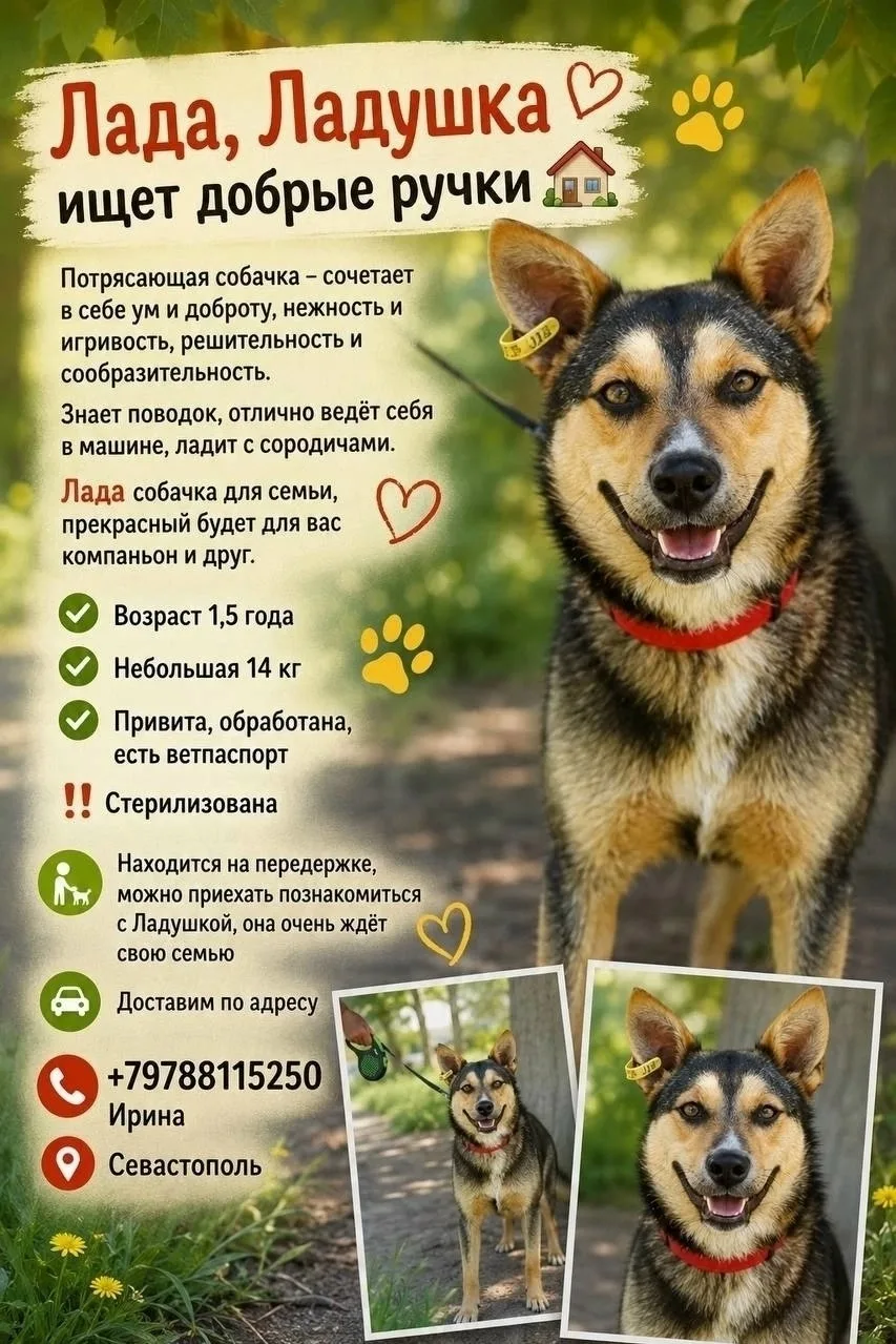 Лада ищет дом. Севастополь.