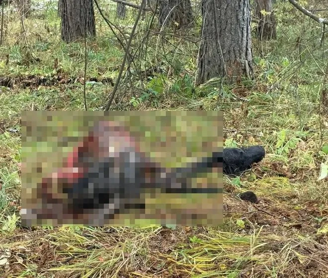 Под Магнитогорском неизвестный хищник напал на лошадь