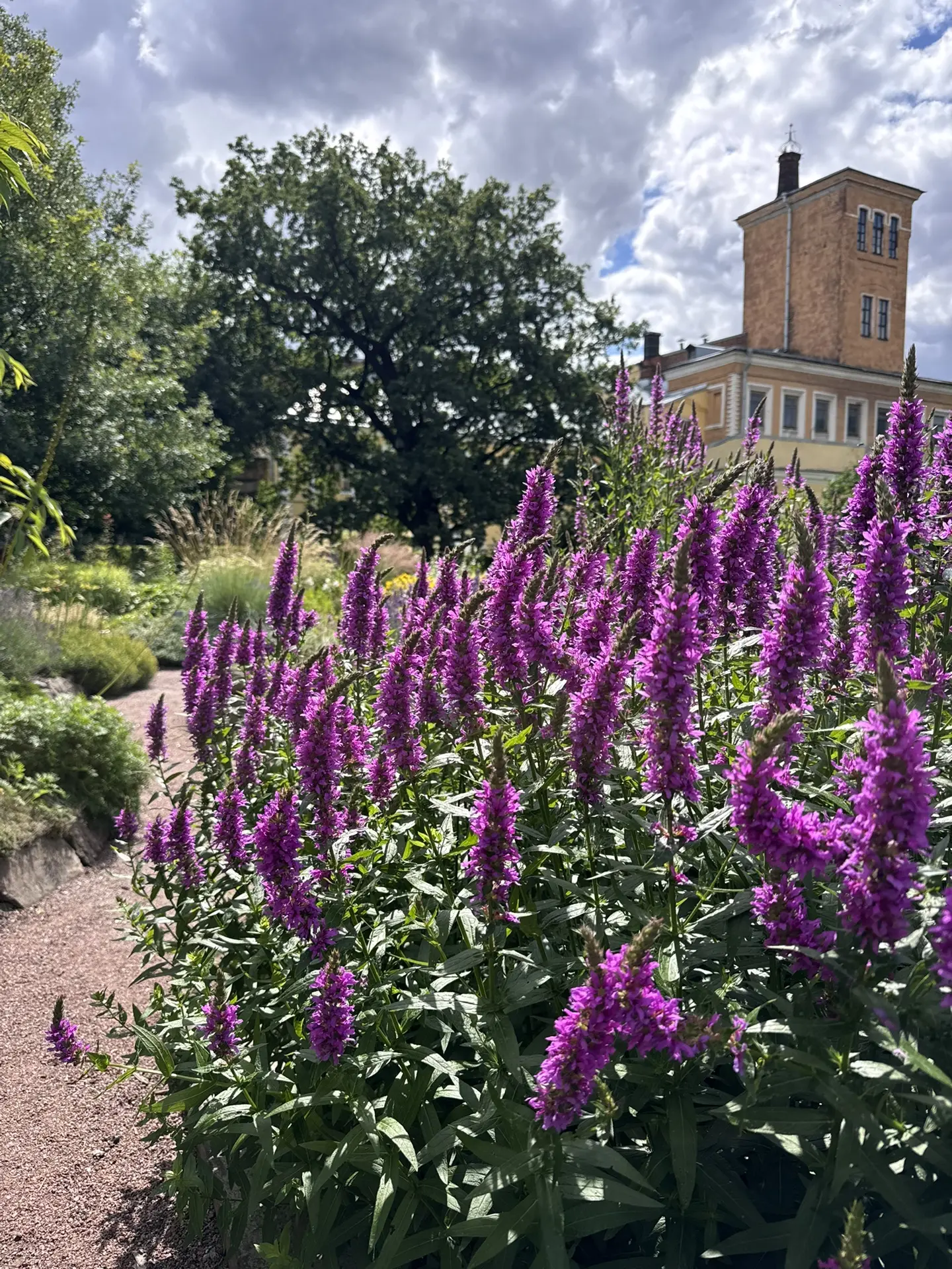 🌸🌹🌼