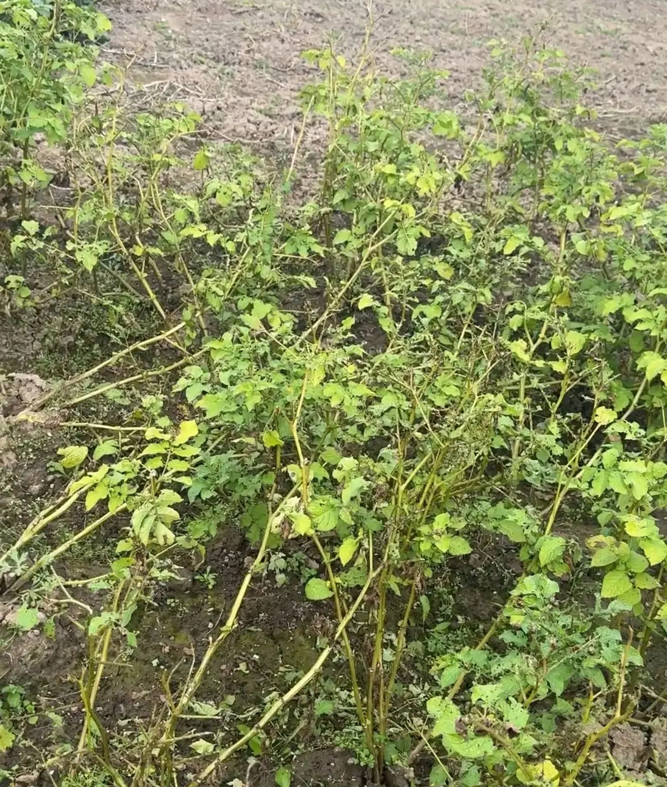 🥔 Как по ботве понять, что картошка созрела и пора копать?