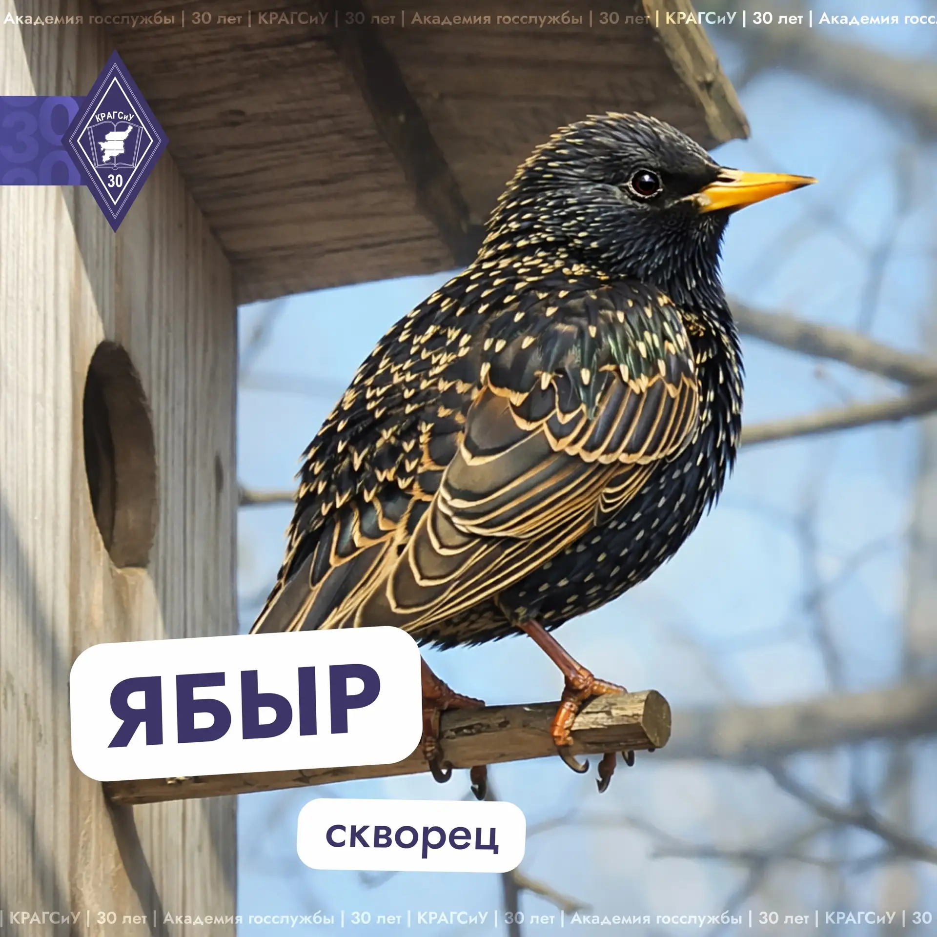 Весна уже в самом разгаре – солнечное и яркое настроение вокруг ☀    А давайте вспомним, какие птицы