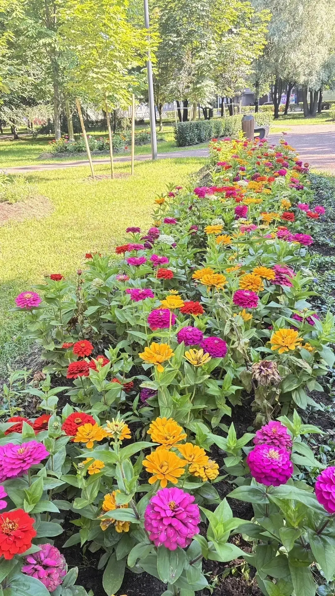 Цинния изящная (Zinnia elegans)🌺