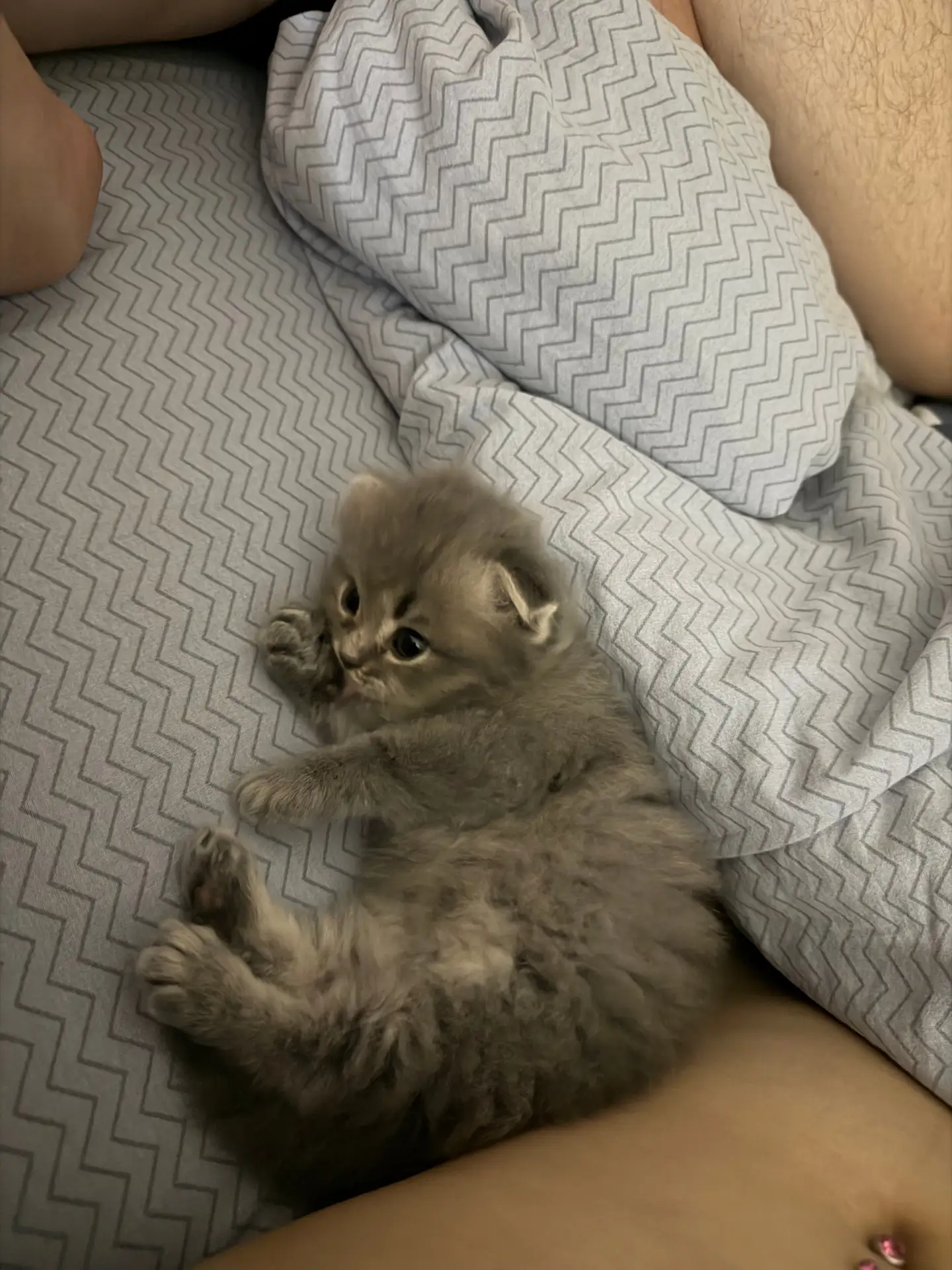 Отдам котенка бесплатно