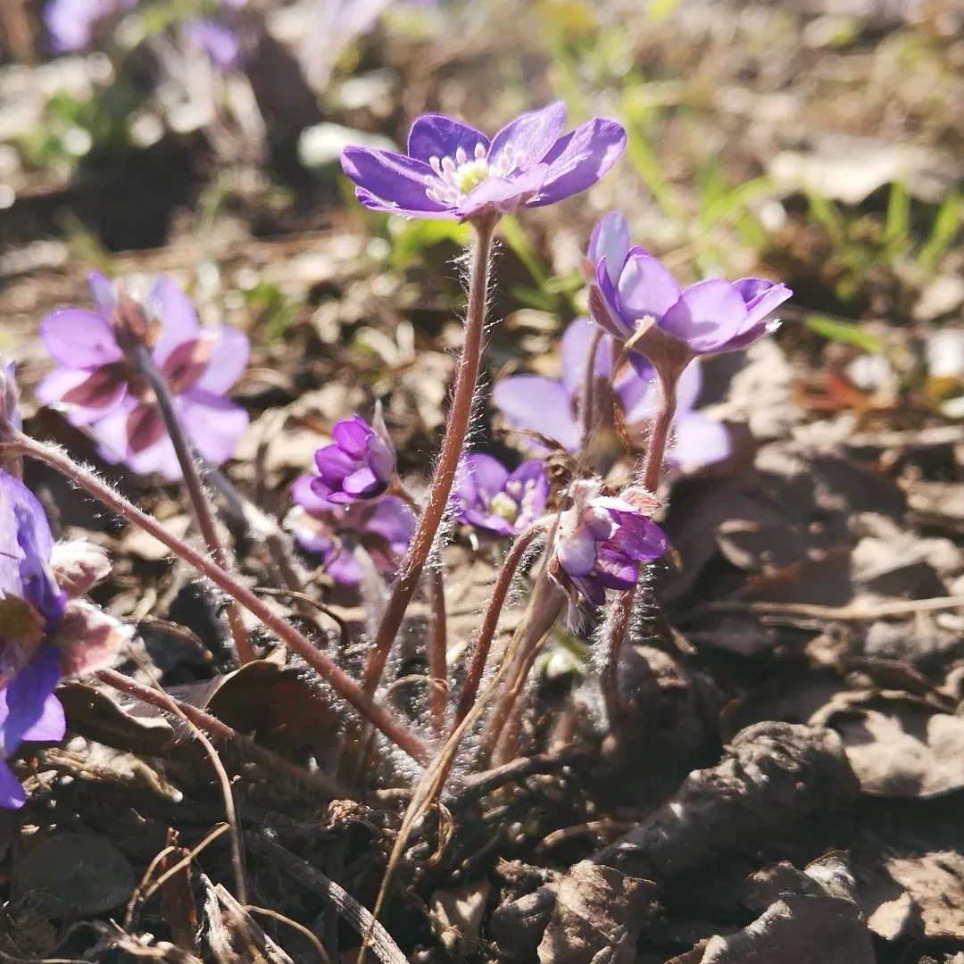 Весна в Терлецком лесопарке 🌿