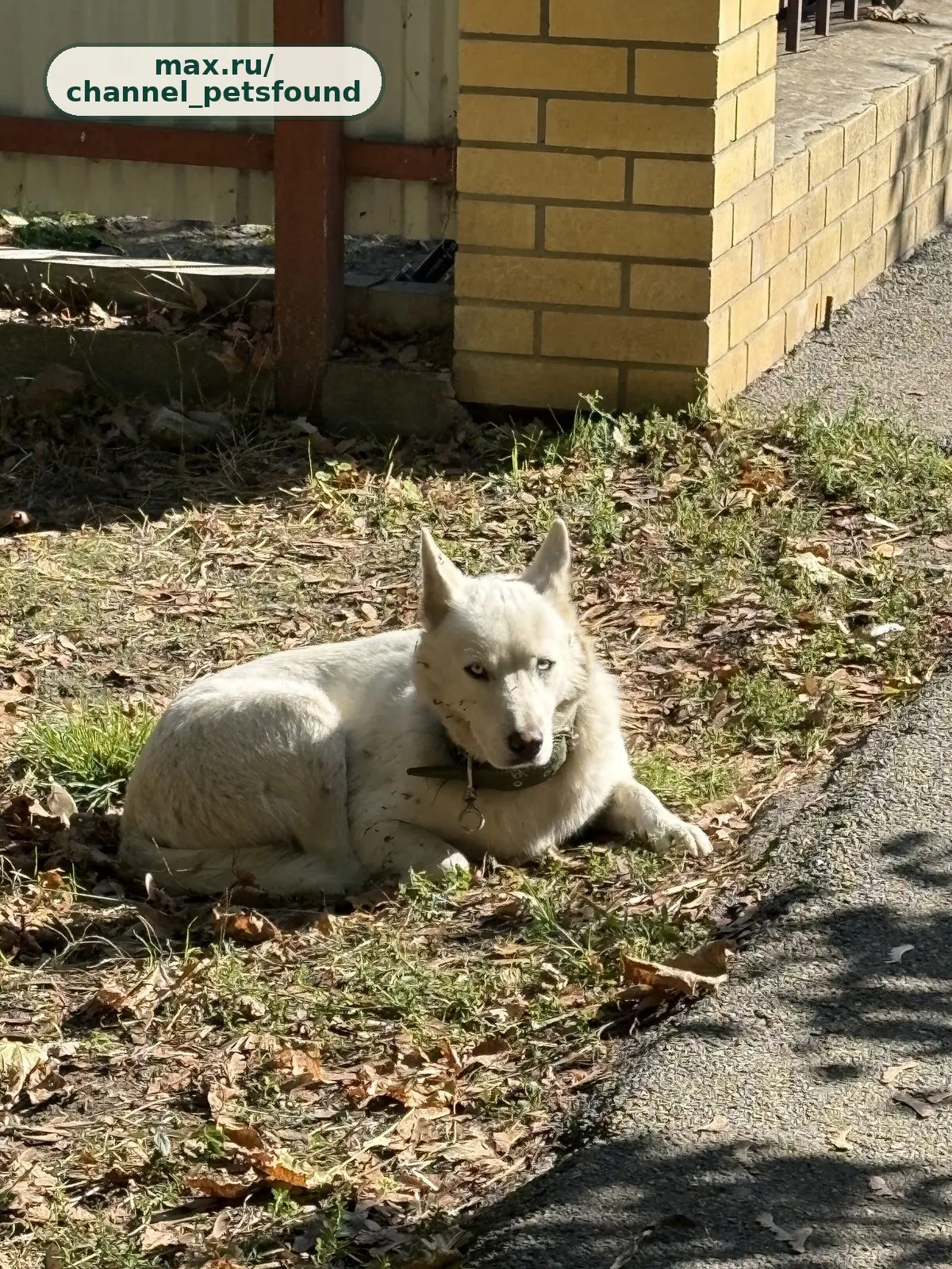 🐾 Найден питомец — Краснодар
