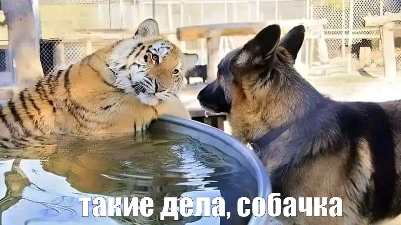 🤯 Пенсионер из Уйского района поверил в обещание ежемесячных выплат в 2 тысячи рублей ...