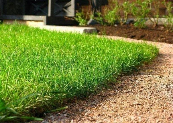 🌱 Мини-газон на газетах

Хотите быстро сделать небольшую лужайку или озеленить приствольный круг? П