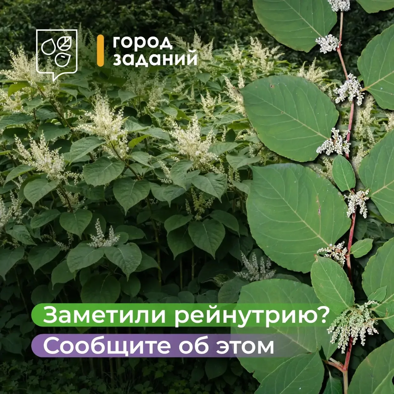 🌿 Заметили рейнутрию во дворе, в парке или на улице?

Это растение когда-то выращивали как декорати