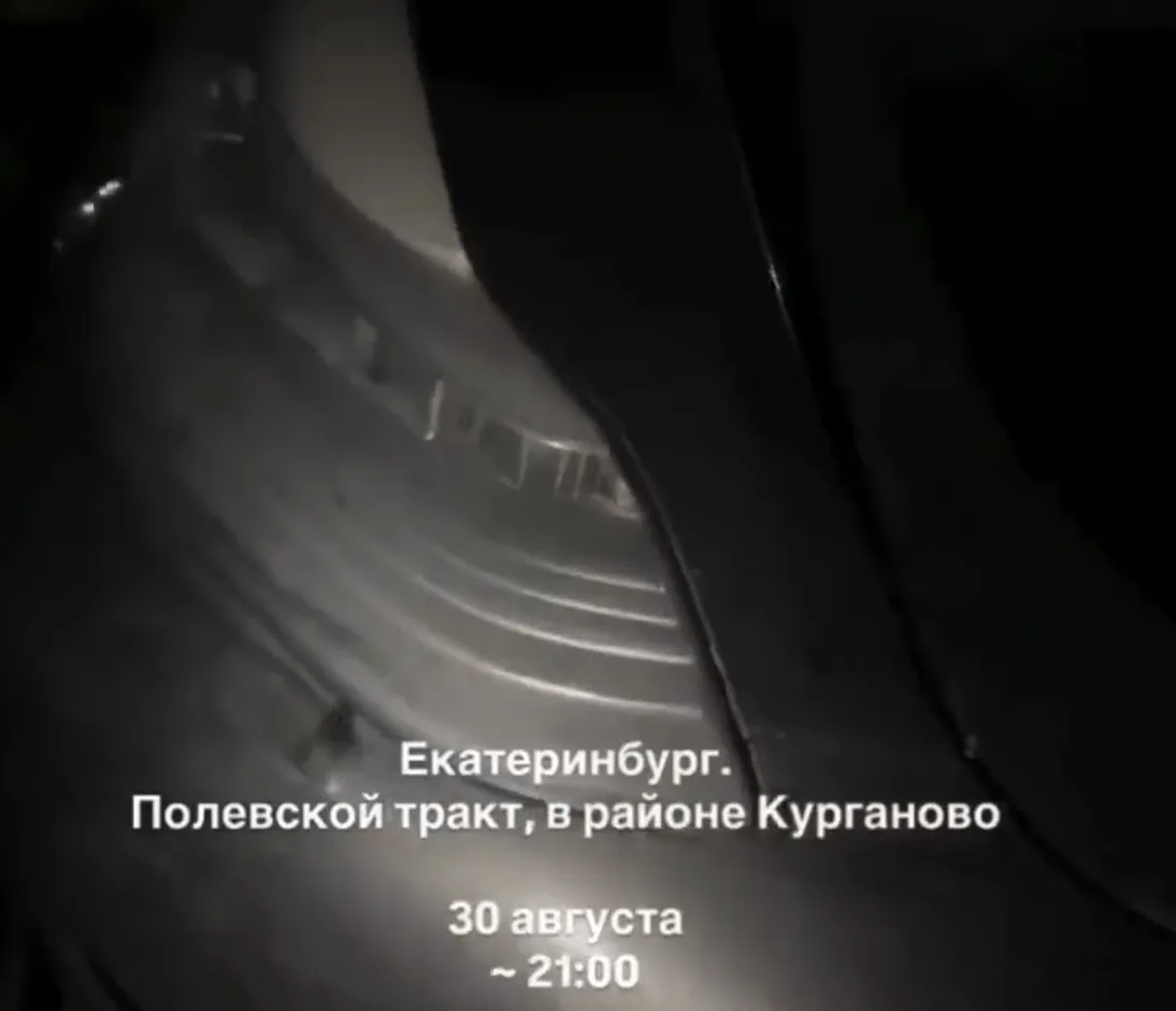 На Полевском тракте сбили медведя