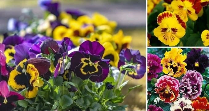 Скромняшка Волочка! 😍🌸🌸🌸