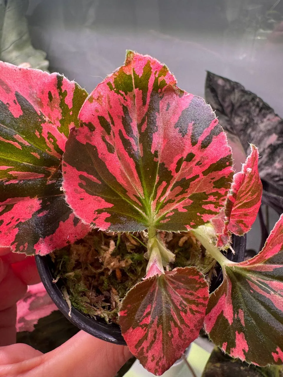 Begonia Cucullata Mutation