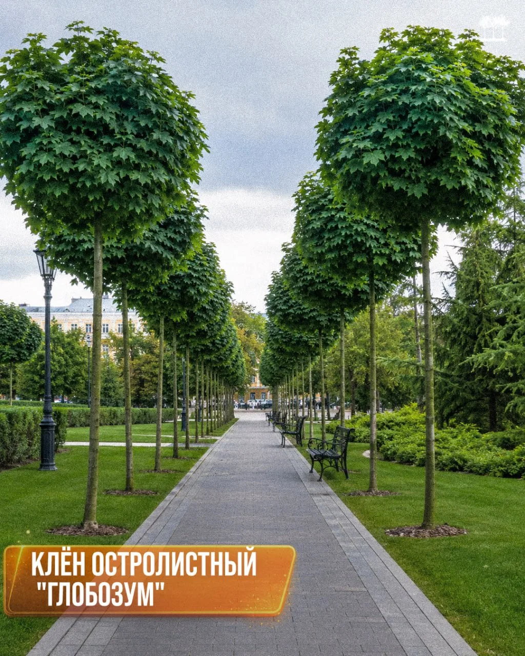 Аллейные деревья для разных городских условий 

➡️Для бульваров, улиц, рядовых посадок и зелёных сте