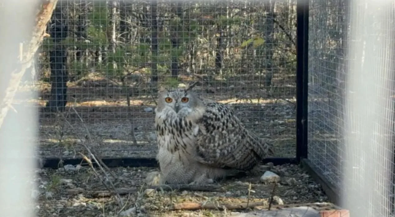 🦉 Трёх краснокнижных филинов выпустили в дикую природу