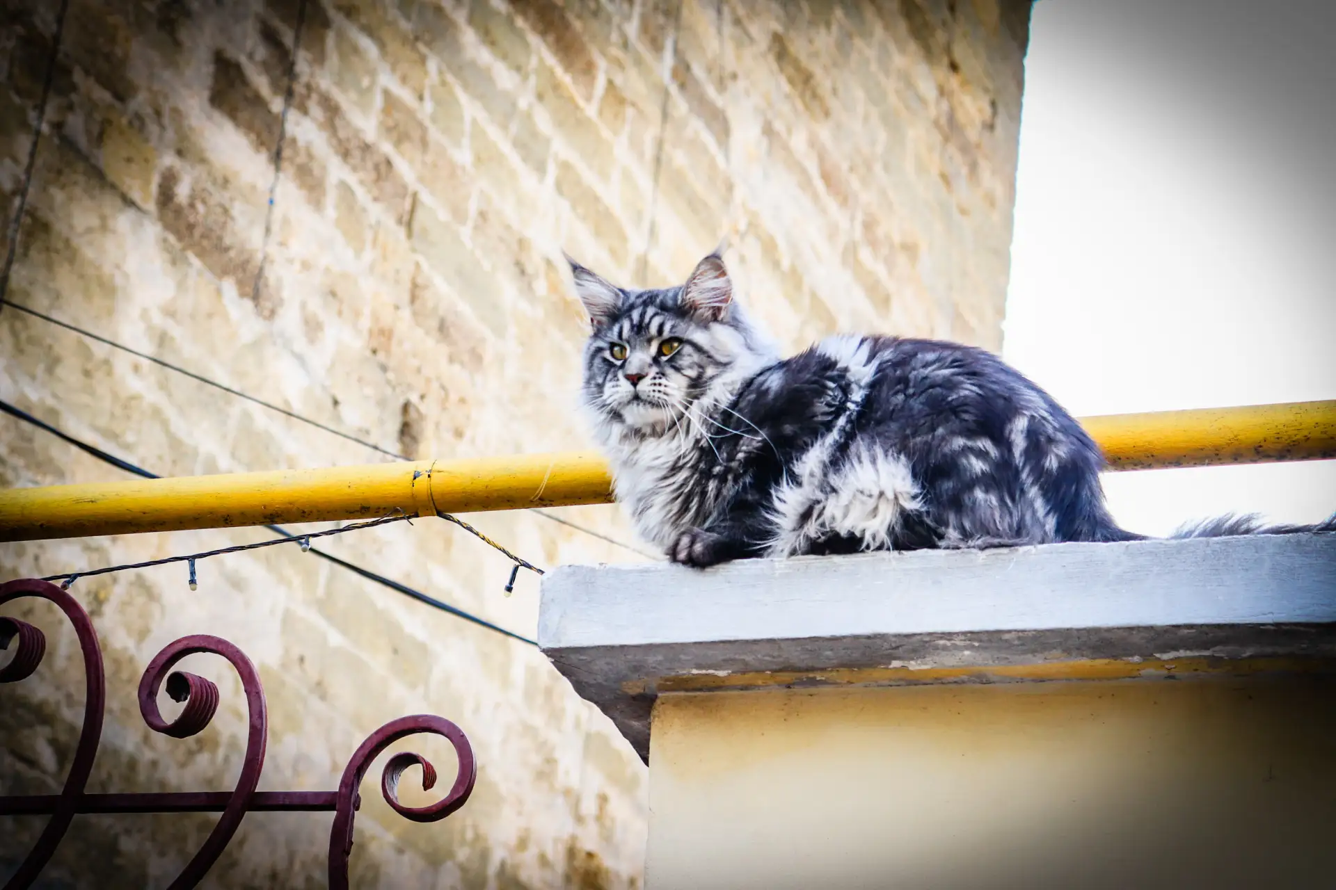 🐈 Евпатория - город котов