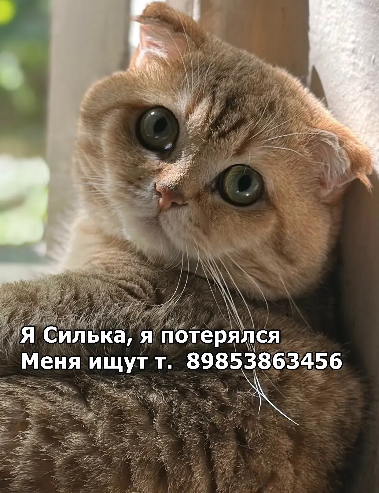 Потеряшки. Керчь