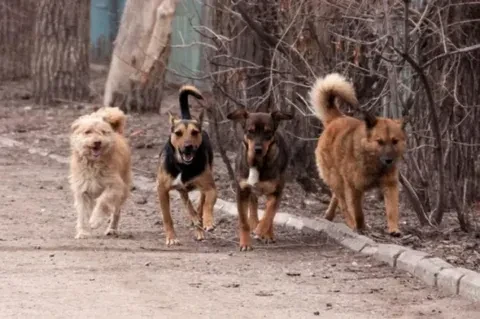 🐕 Осторожно: более 8000 жителей региона пострадали от укусов животных в 2026 году