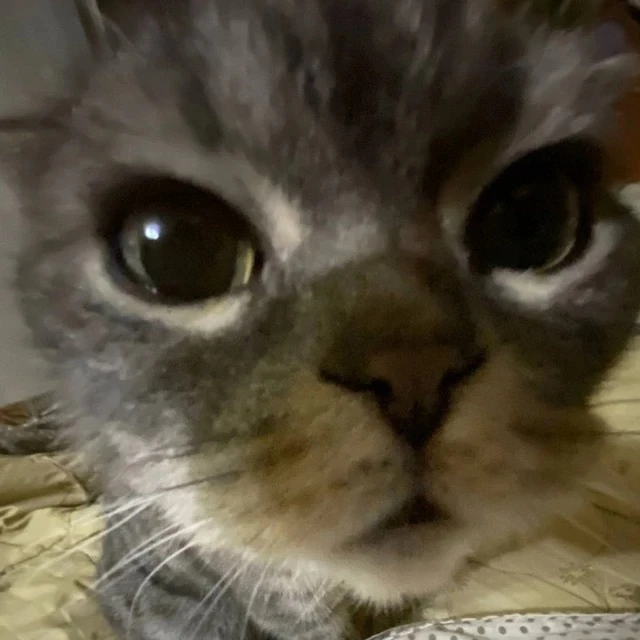 Аватарки с мемными котами