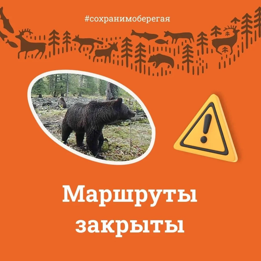 🐻Выход медведей к поселениям Иркутской области стал острой угрозой общественной безопа...