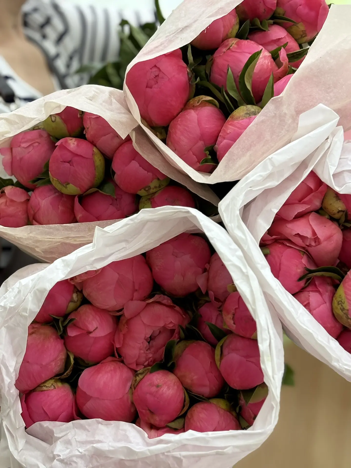 пионыыыы корал шарм в наличии😍