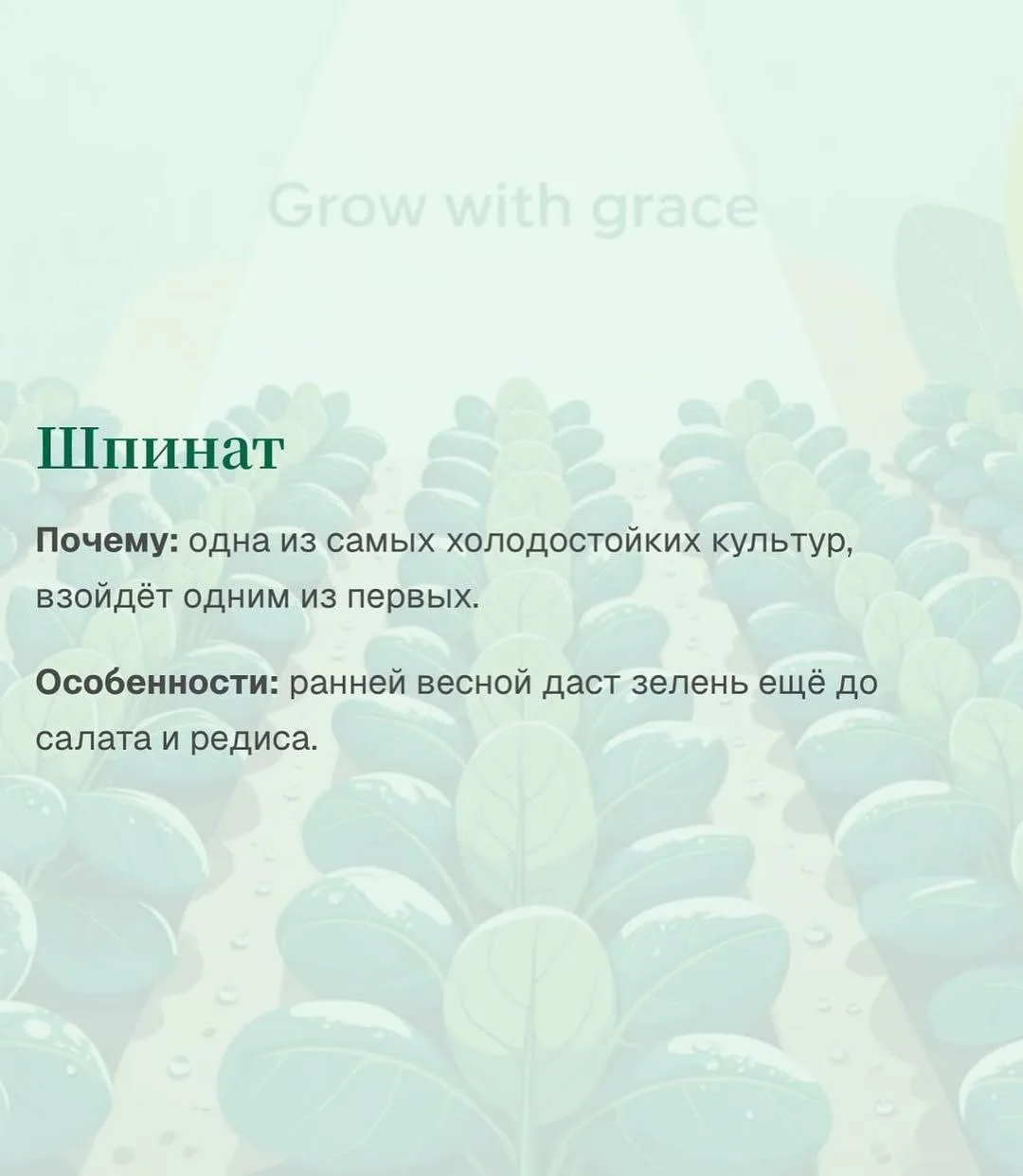 Зелень для посадки в октябре ✅