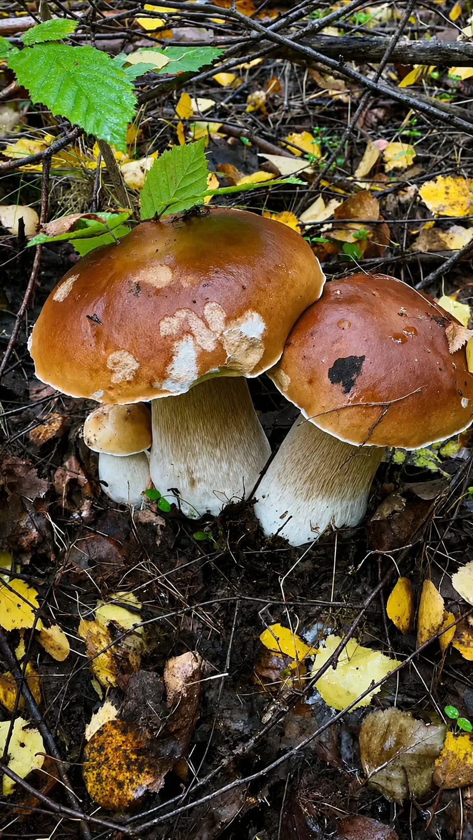 28 июля 2026 г.🍄 Грибной джекпот! 😍 🌲 Лес щедро отблагодарил! 🍄